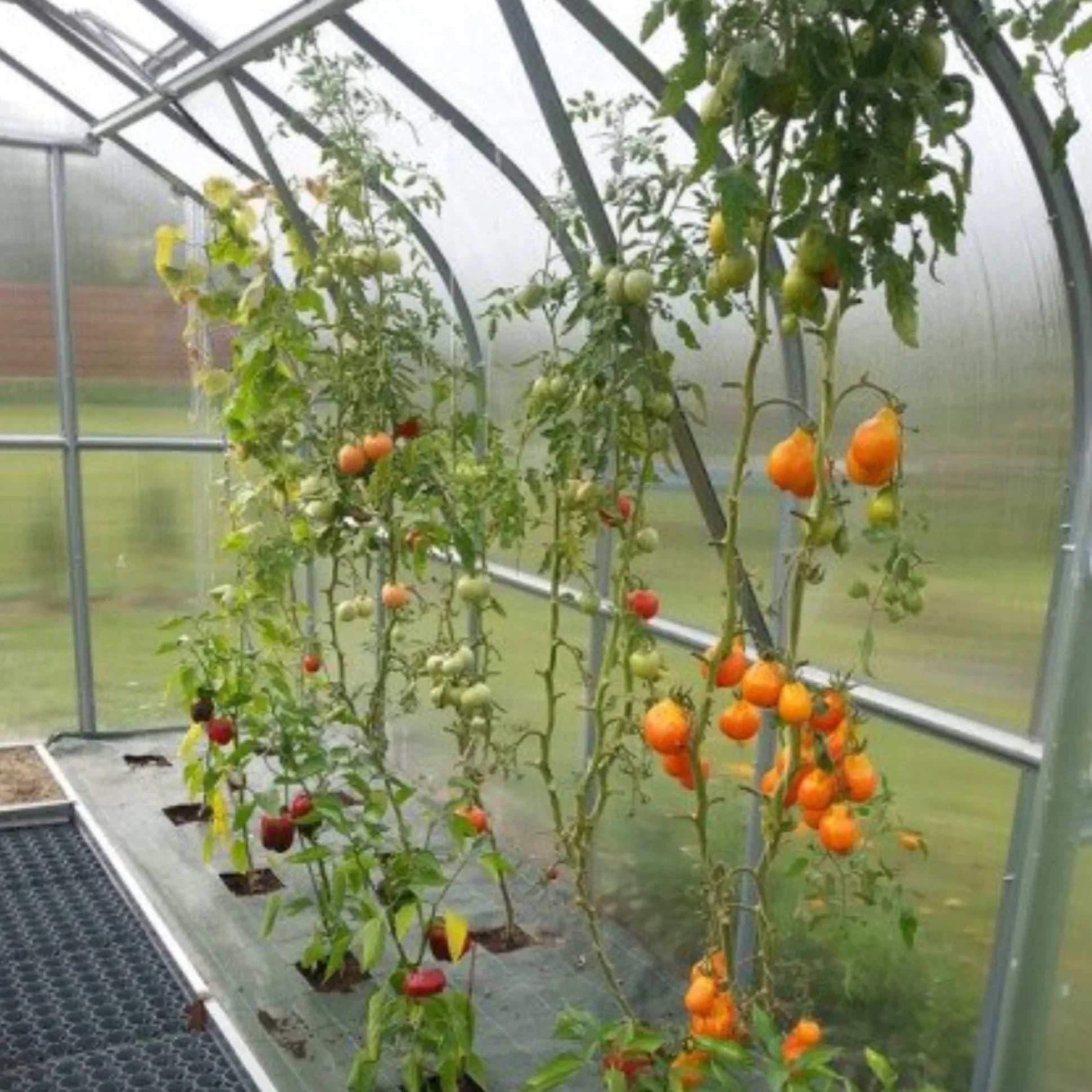 Kit de fijación de plantas para invernaderos